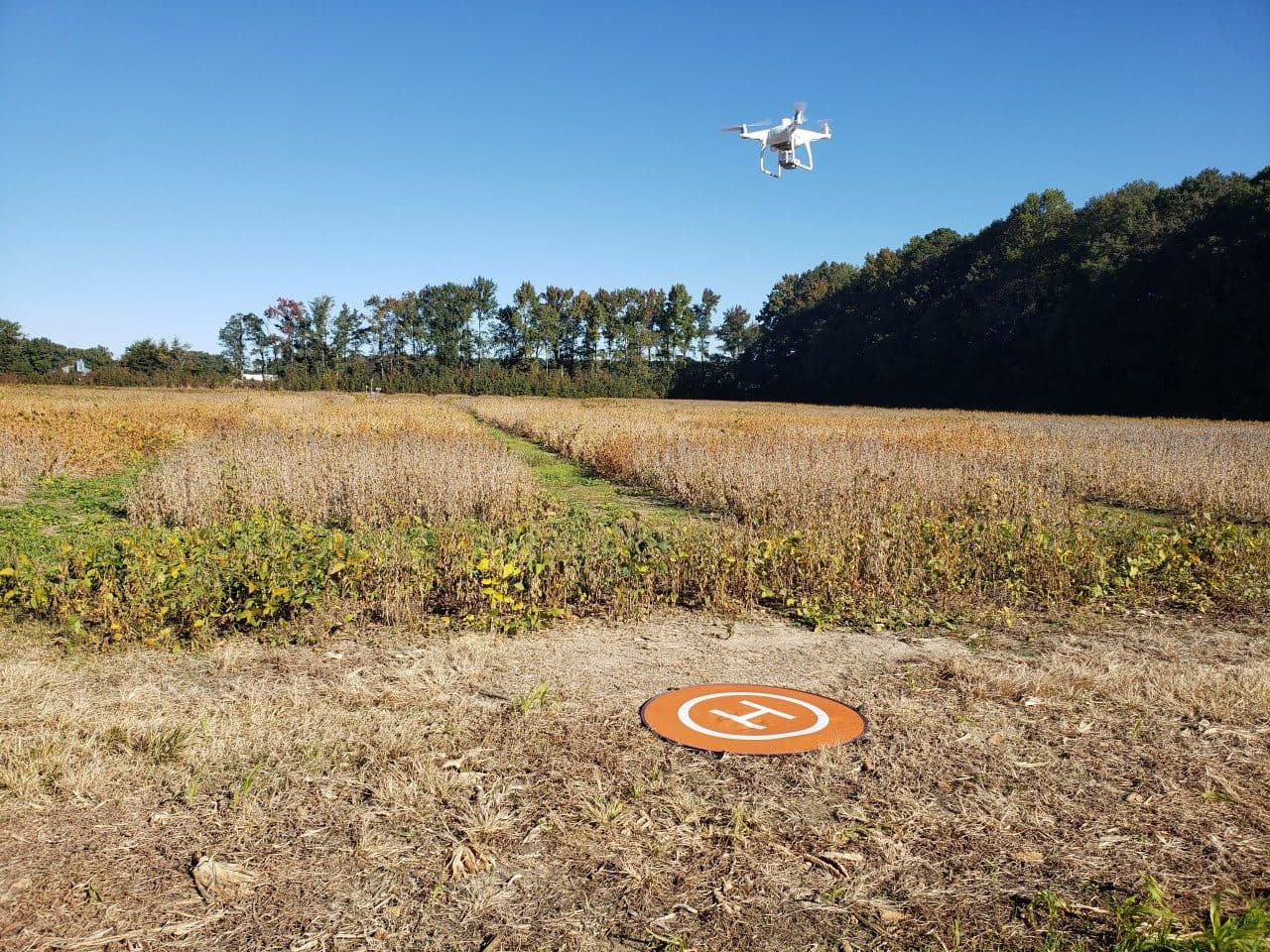 Drone Imaging to Evaluate Impact of Nematodes on Soybean Yield