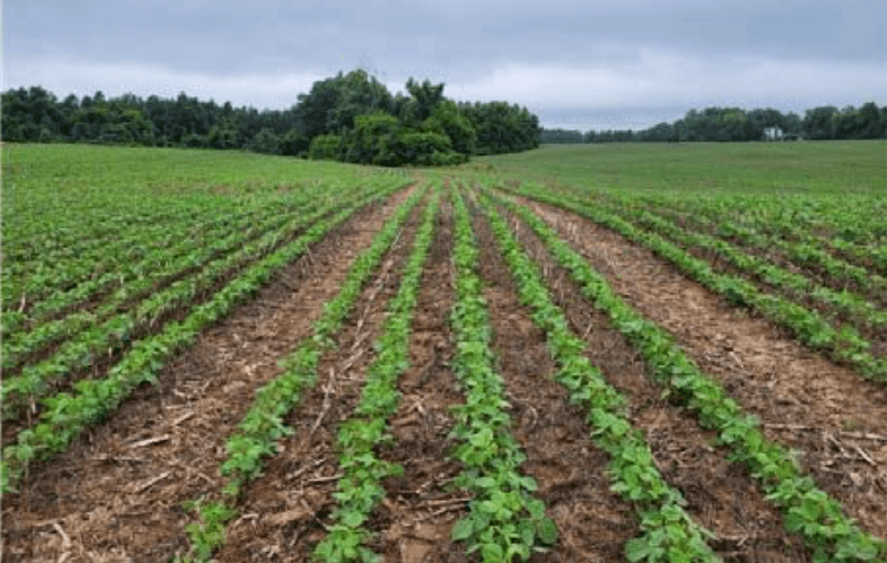 Potential of Controlled Traffic Farming for Enhanced Soil Health and Productivity
