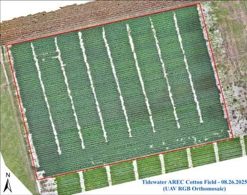 Mapping Cotton Boll Opening at Field-Scale (%Open Bolls) Using UAV Imagery